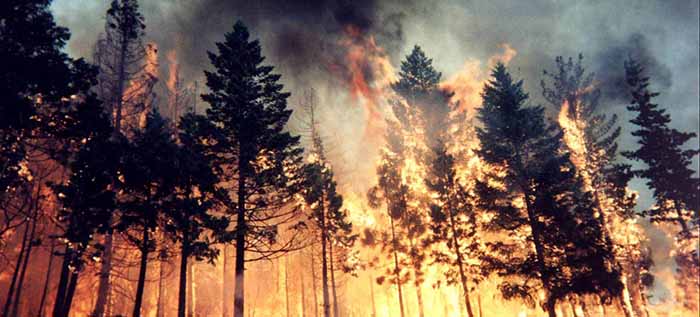 Масштаб лесных пожаров в 2021 году стал рекордным в России